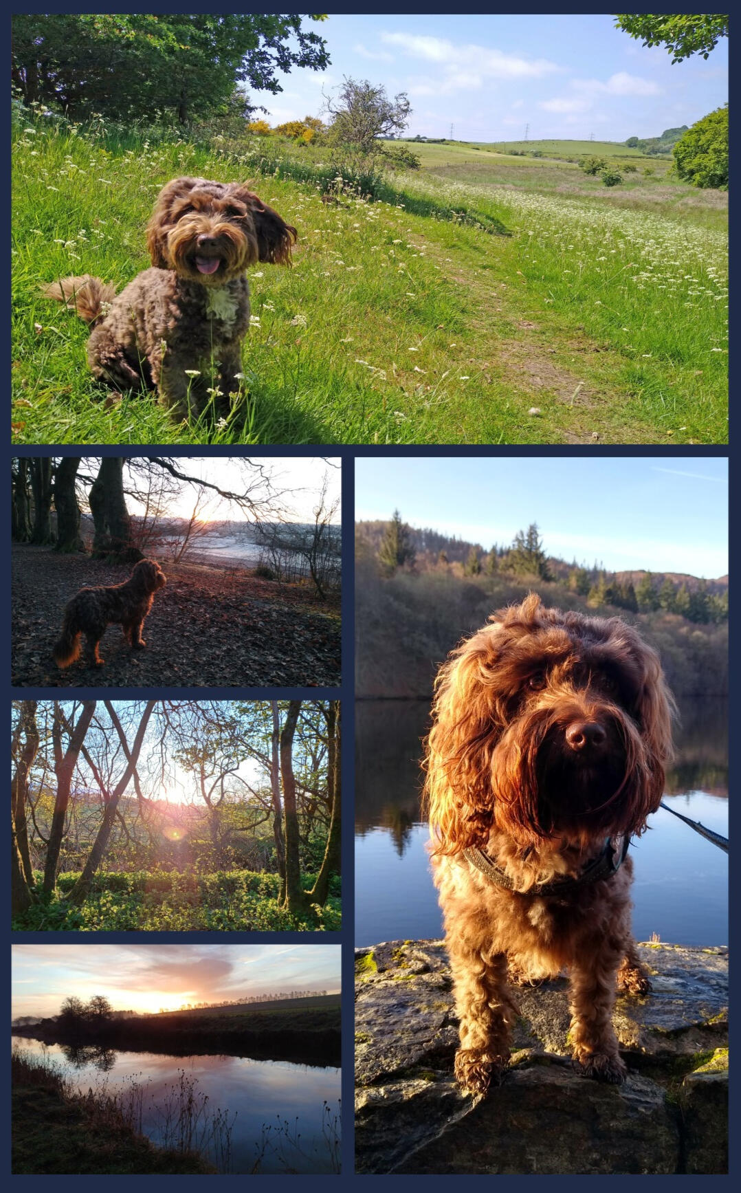 Some of Brandy's favourite walks.
